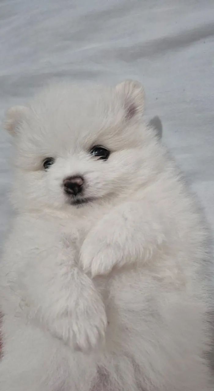 Filhotes de Spitz Alemão 