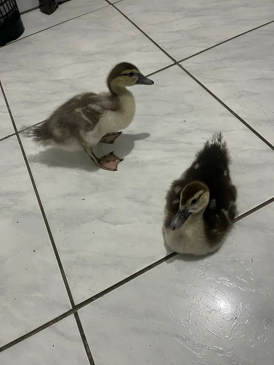Vendo patos com 45 dias de vida