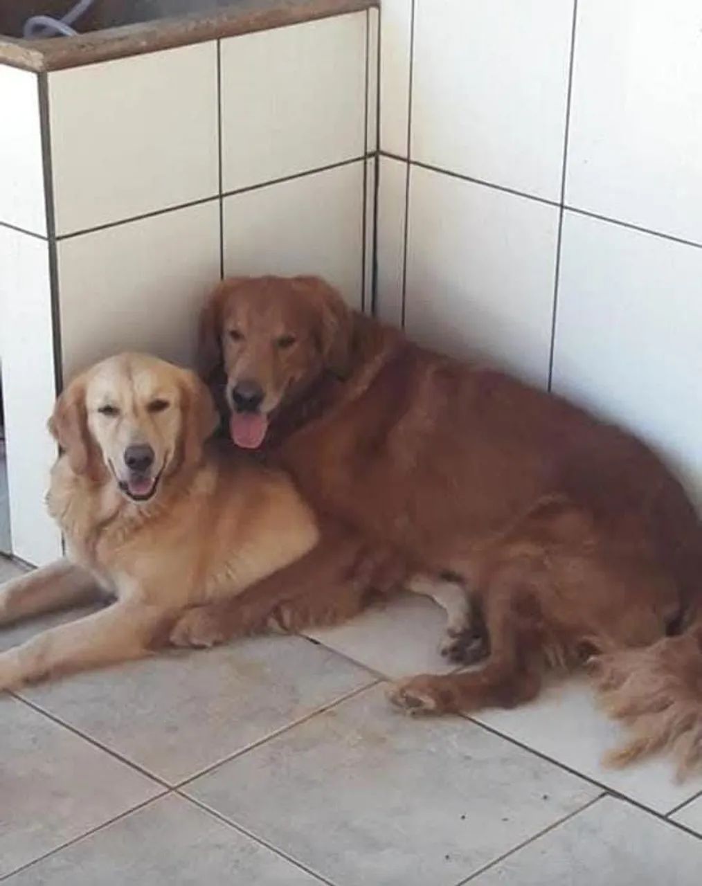 Golden Retriever 