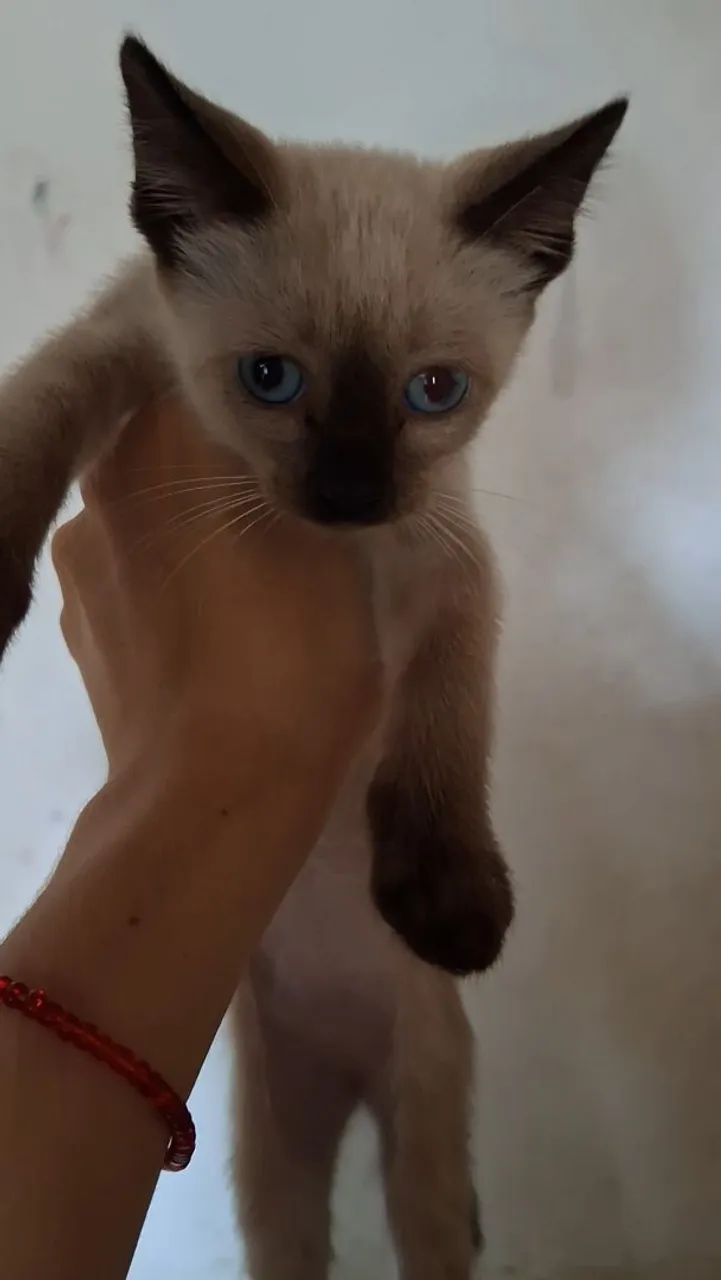 Gata Siamês  - Foto 3