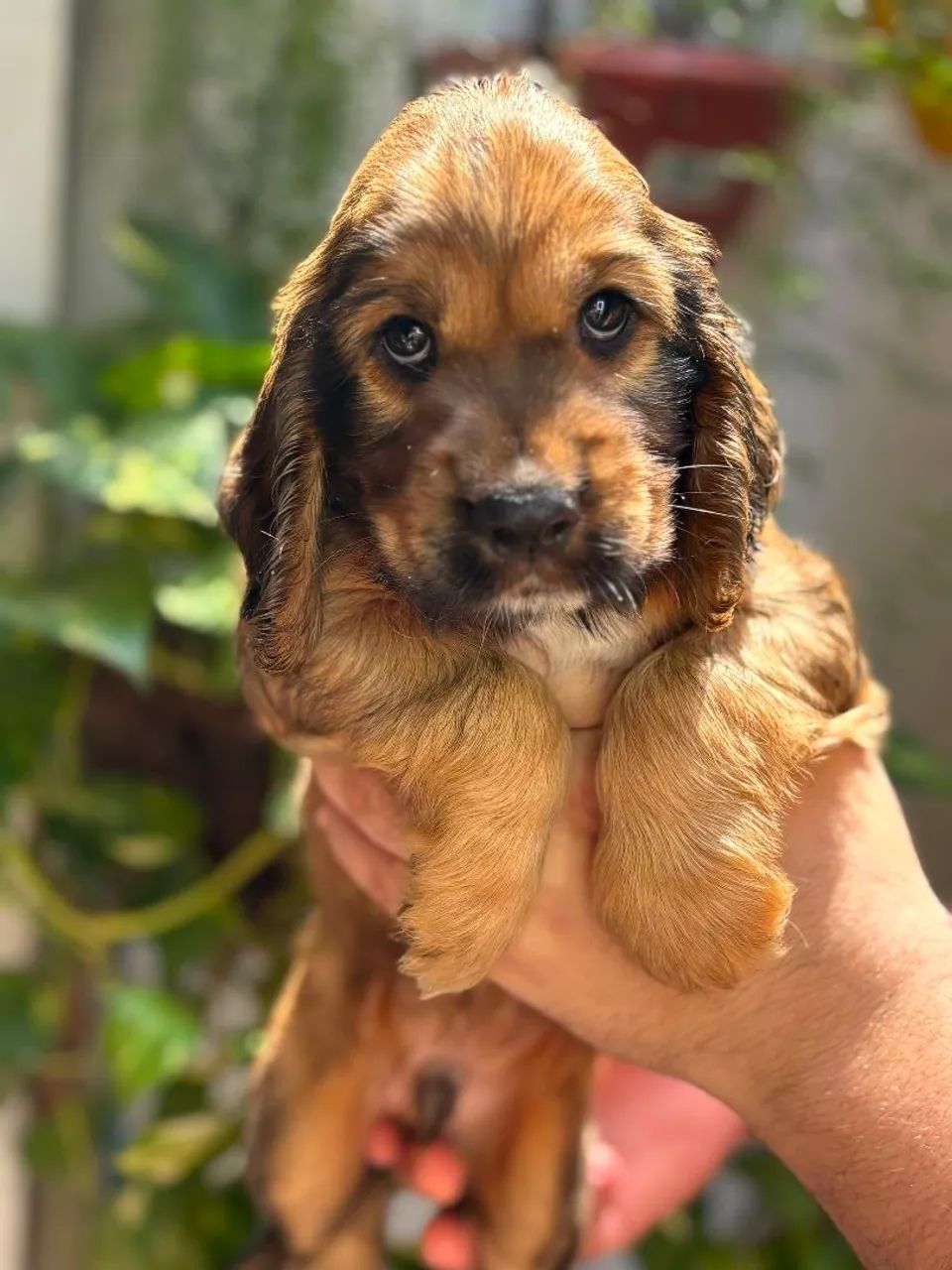 COCKER SPANIEL INGLES  - Foto 2