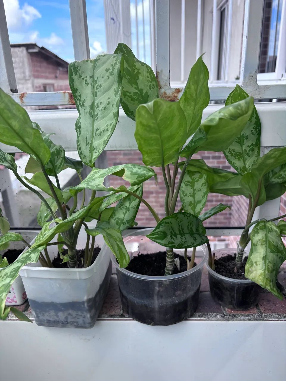Aglaonema - Foto 2