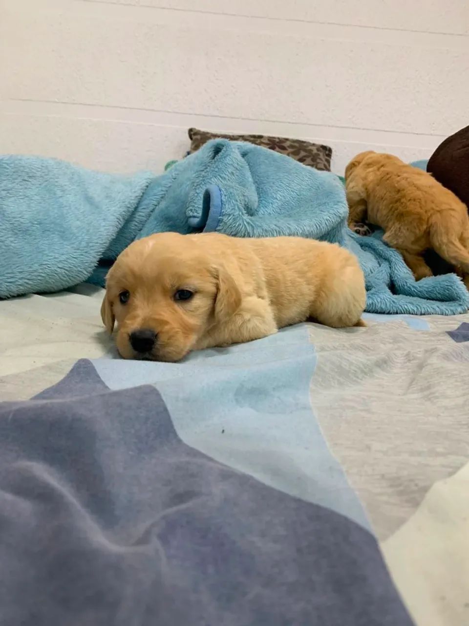 Cachorro  - Foto 3