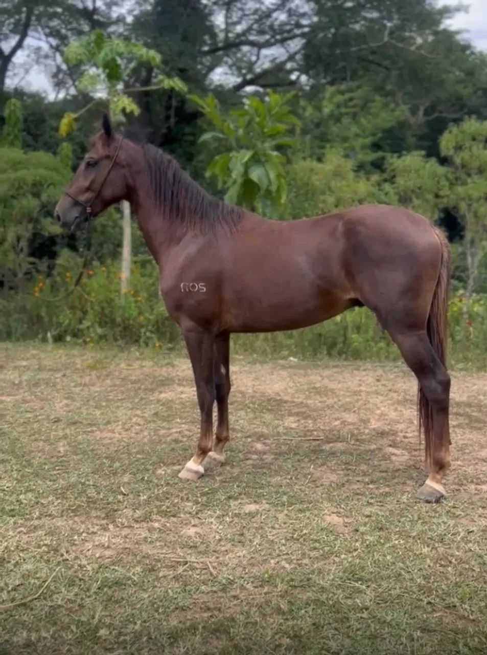 Potro REGISTRADO início de doma  - Foto 2