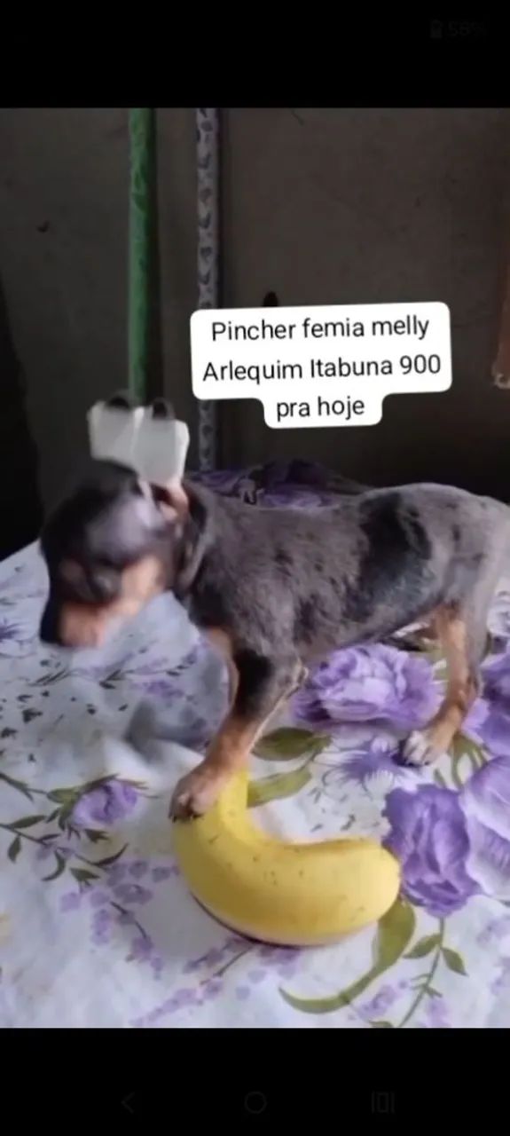 Pincher