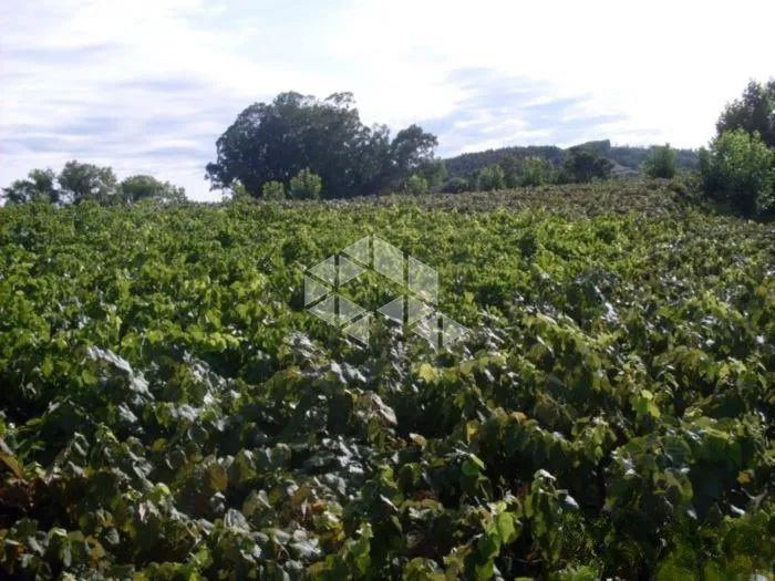 Área Rural com TERRAS PRODUTIVAS à venda em Coronel Pilar/RS - Foto 3