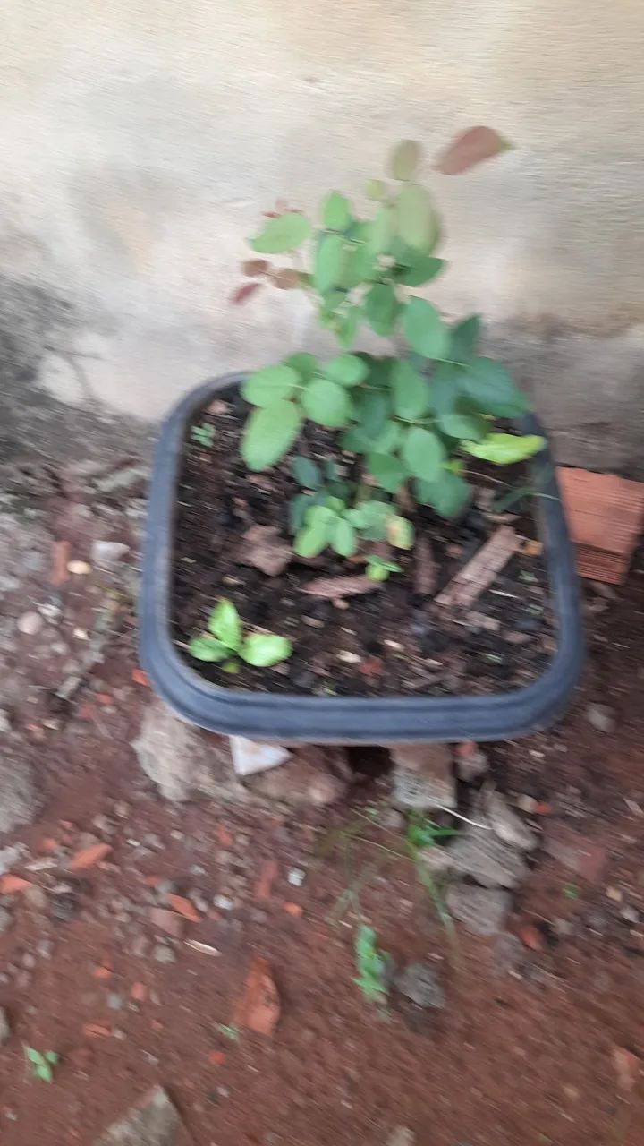 Plantas  - Foto 3