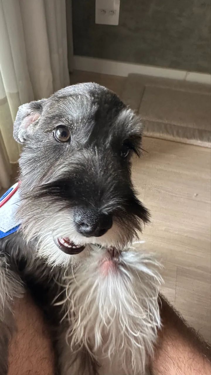 Schnauzer  - Foto 3