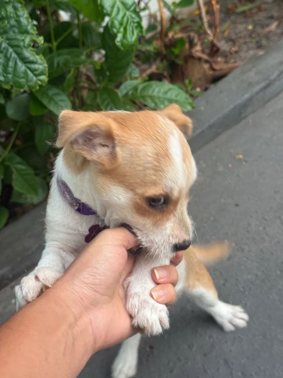 Cachorra filhote  - Foto 5