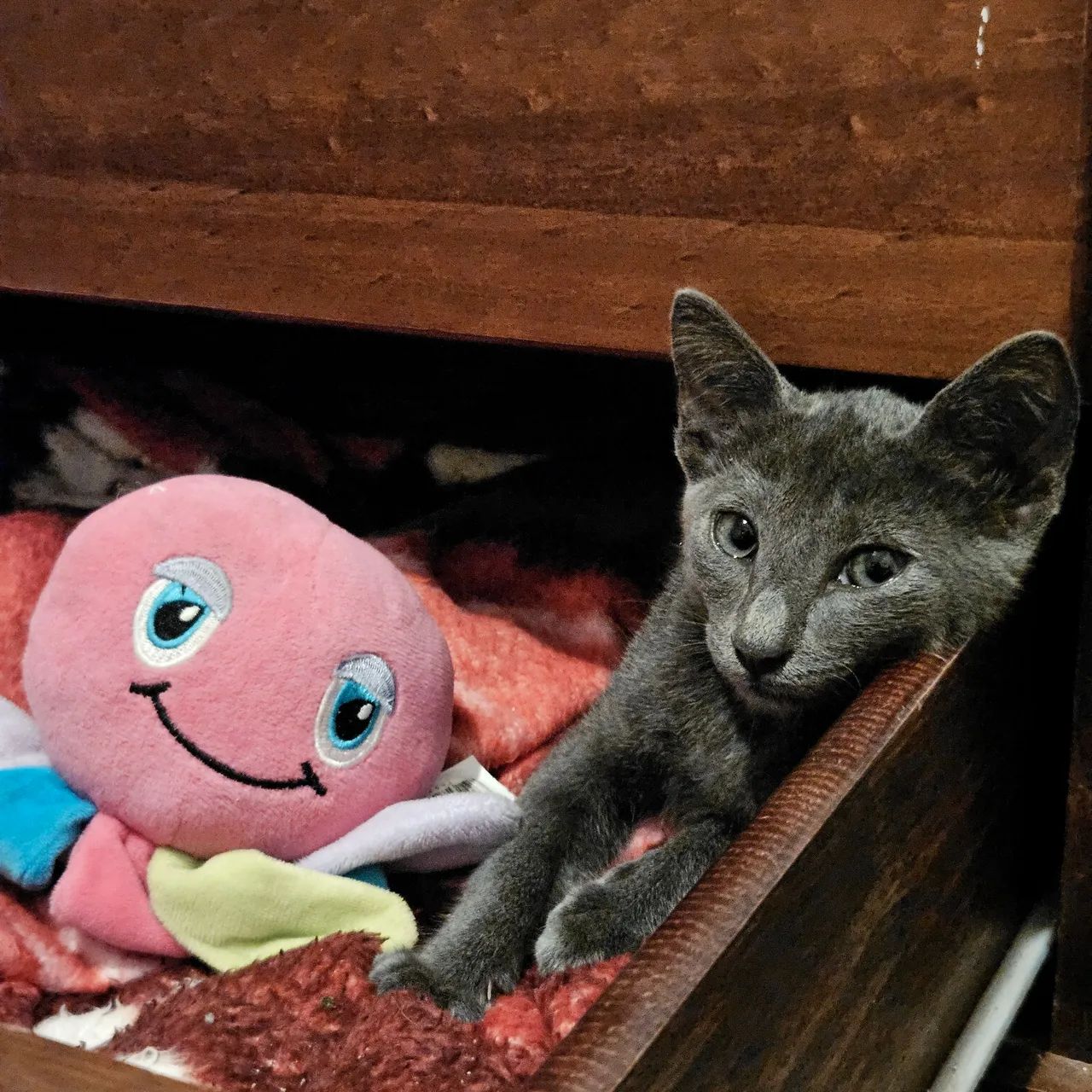 Gatinho Para Adoção Responsável  - Foto 5