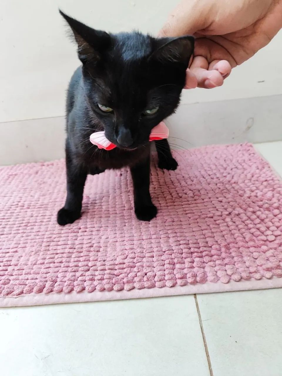 Gatinha Adoção  - Foto 4