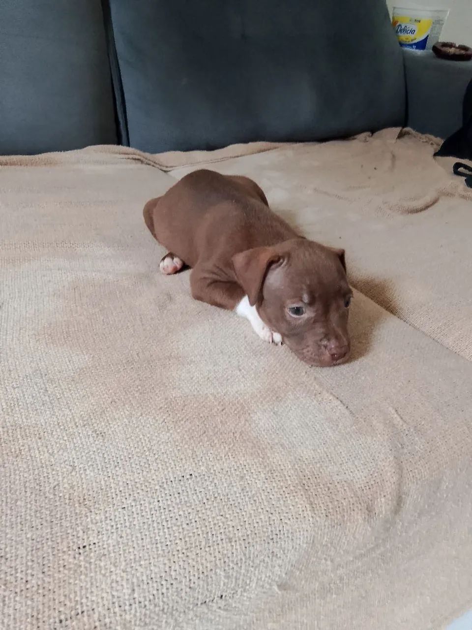 Cachorro Pit monste  - Foto 3