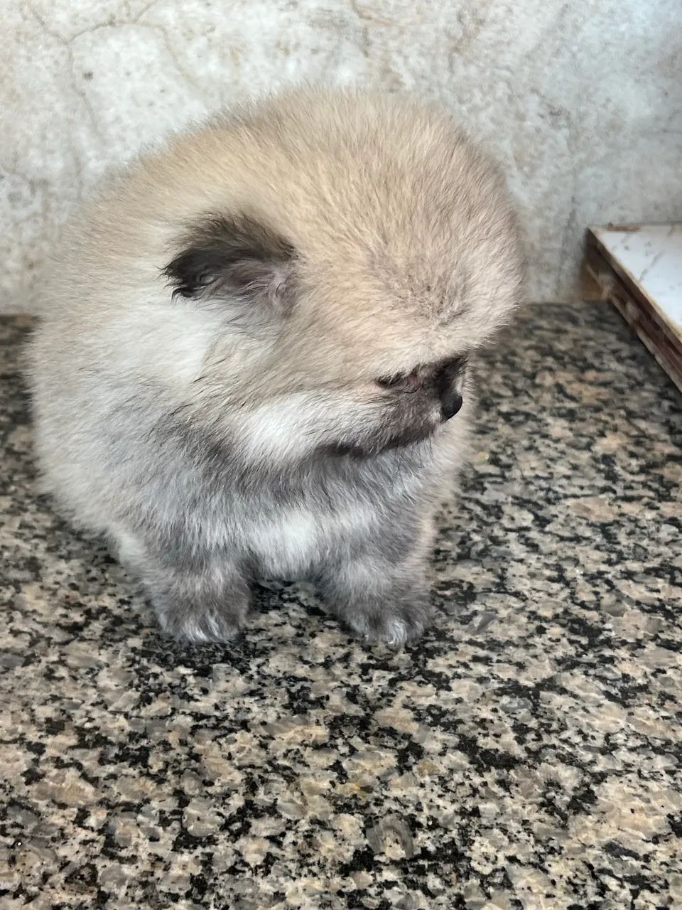 Spitiz alemão - Foto 3