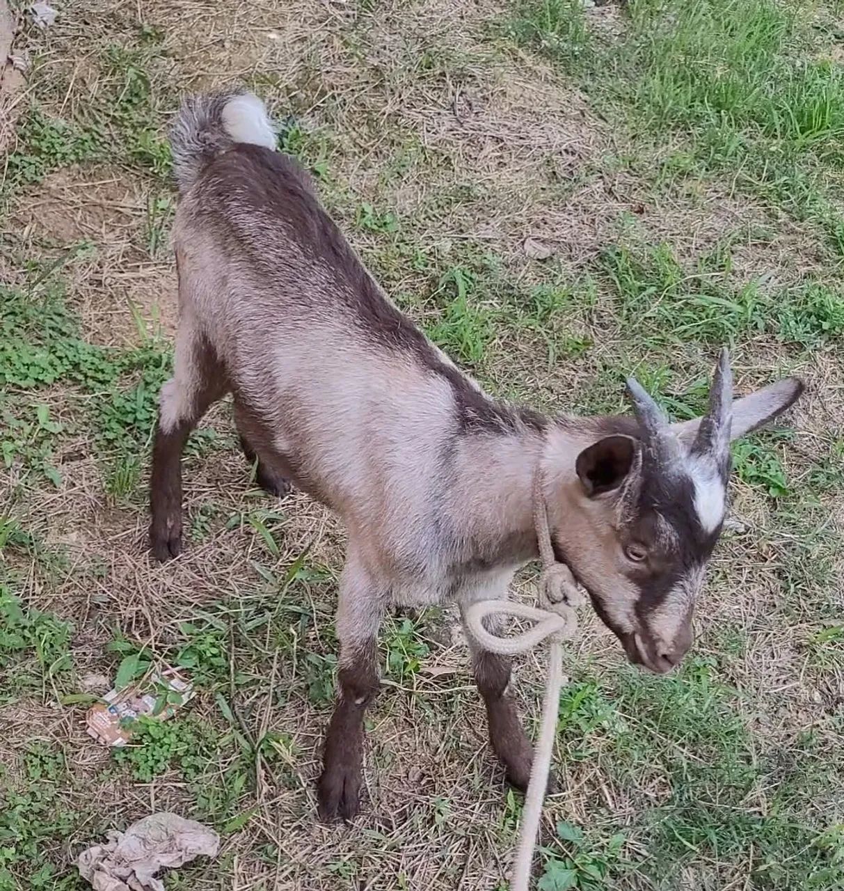 Cabrito - Foto 3