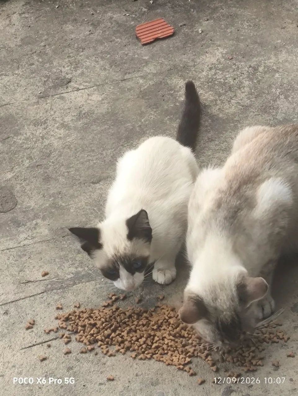 Gatinho para adoção  - Foto 3
