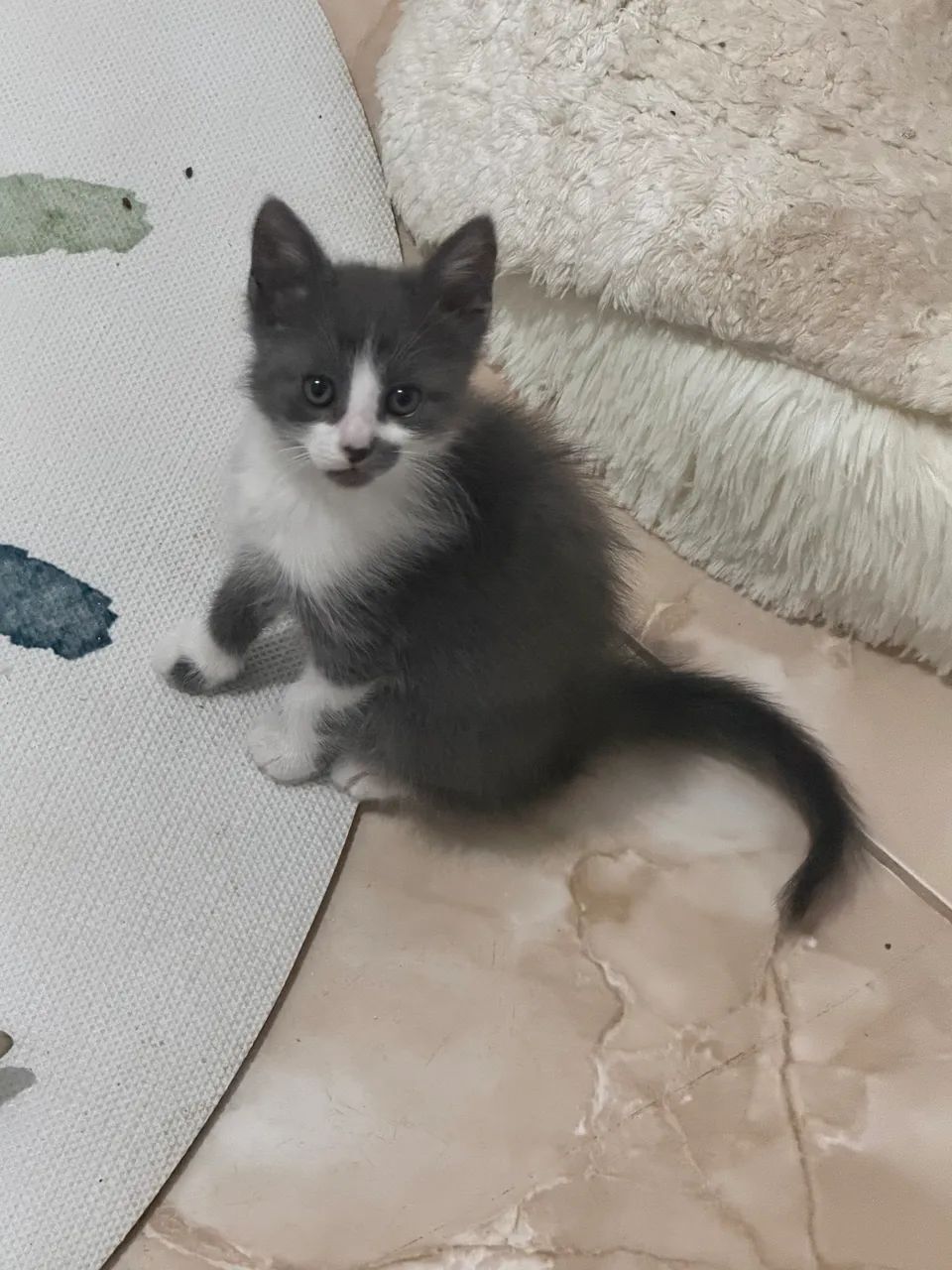 Doa-se Filhote de Gato Fêmea: - Foto 5