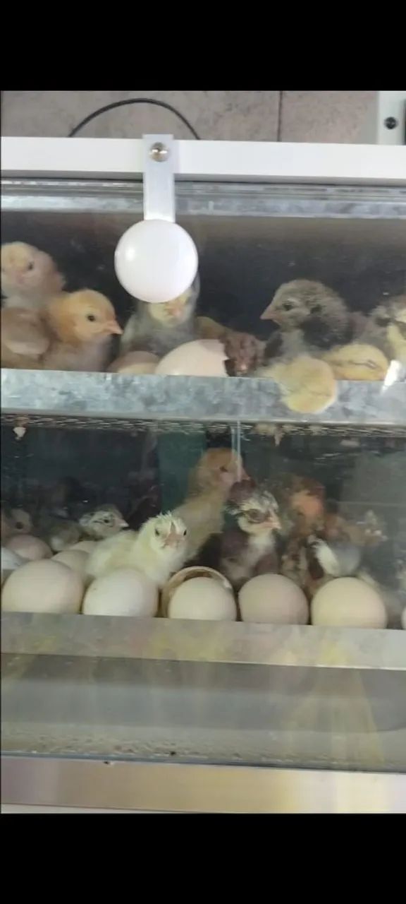 Chocadeira  - Foto 3