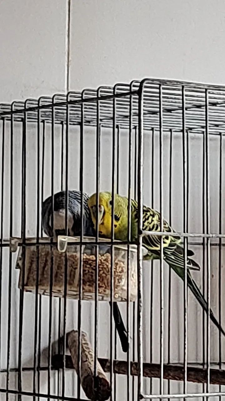 gaiolas e viveiros  - Foto 4