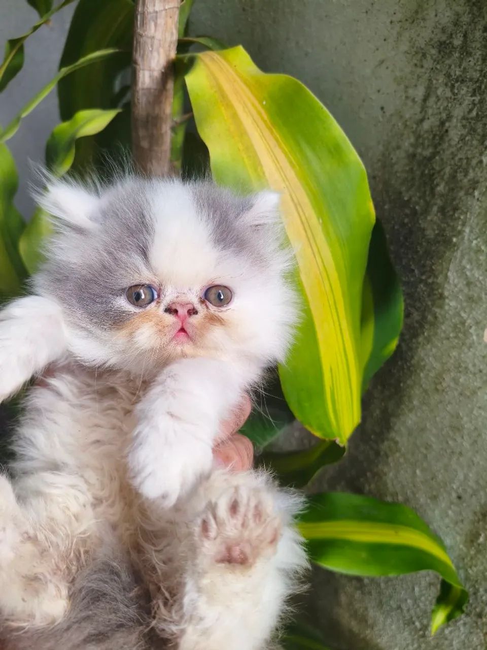 Vendo filhotes de Gato Persa. - Foto 3