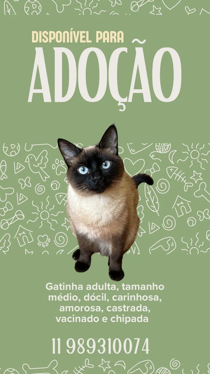 Gatinha Siamês 
