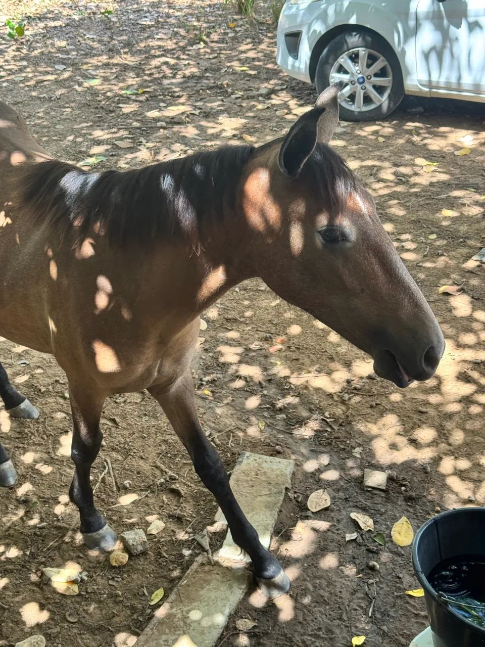 potro mangalarga  - Foto 2