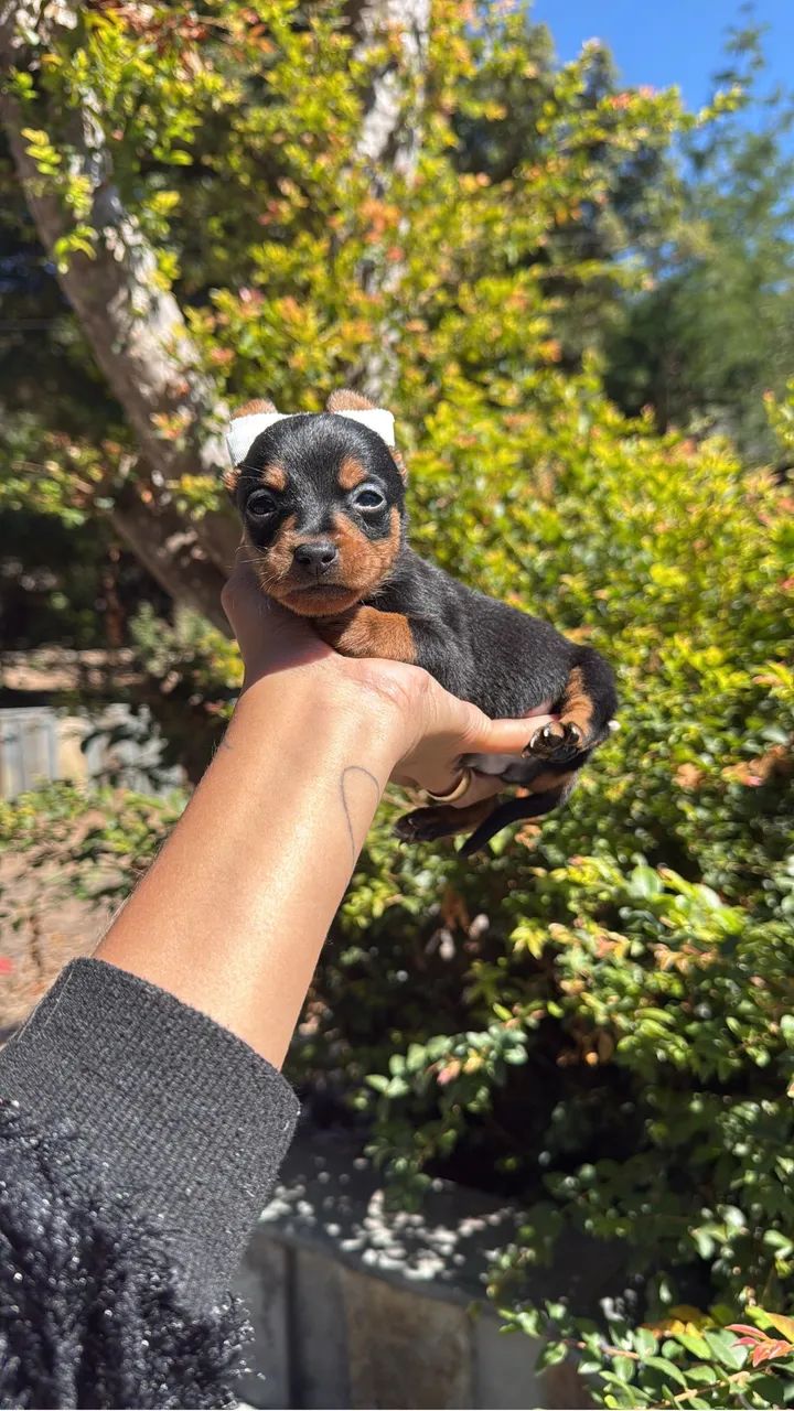pinscher macho - Foto 2