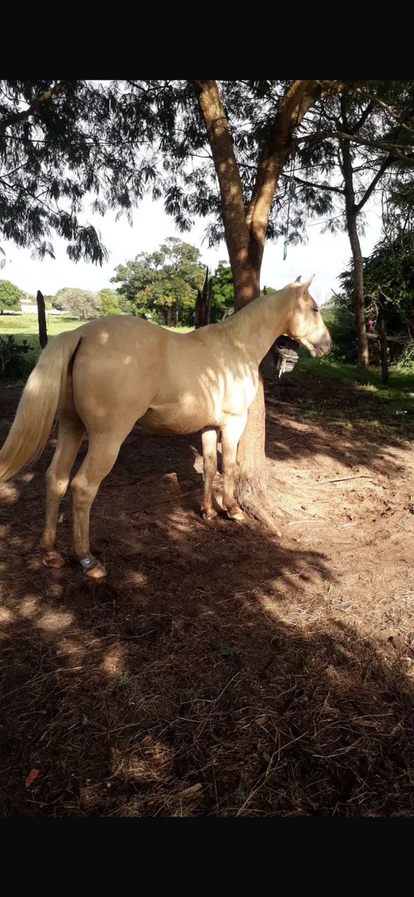 Vendo potro qm - Foto 3