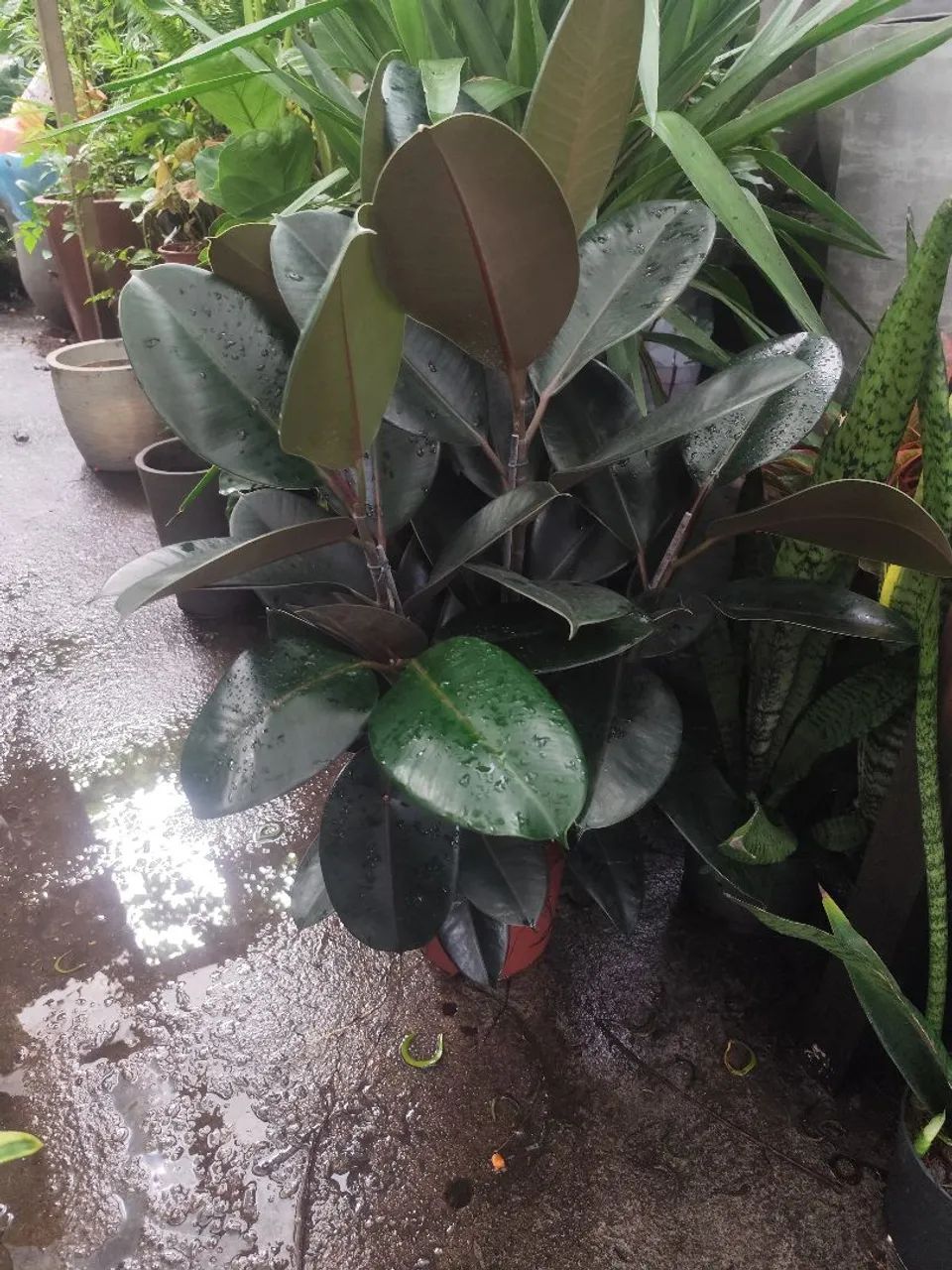 Ficus Elástica Rubro  - Foto 2