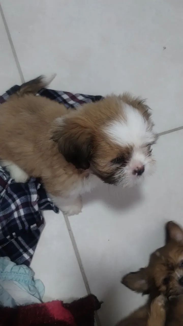 Menino e meninas  - Foto 4