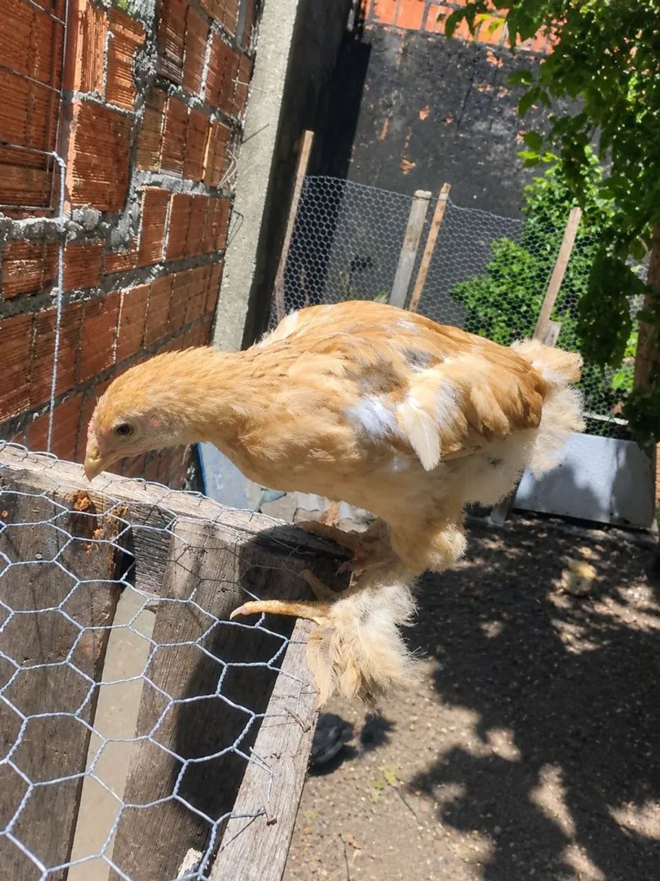 Pinto Brahma Lemon 