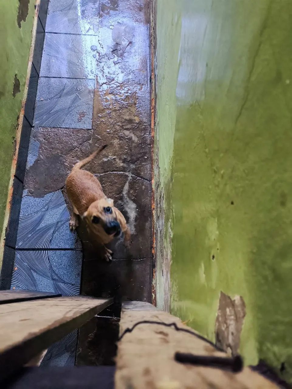 Doa-se cachorro  - Foto 2