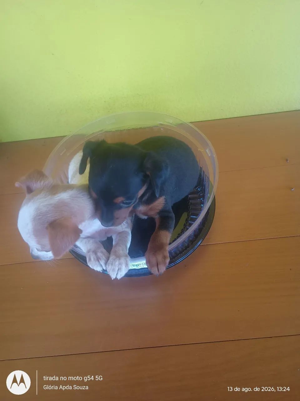 Casal de Pincher  - Foto 3