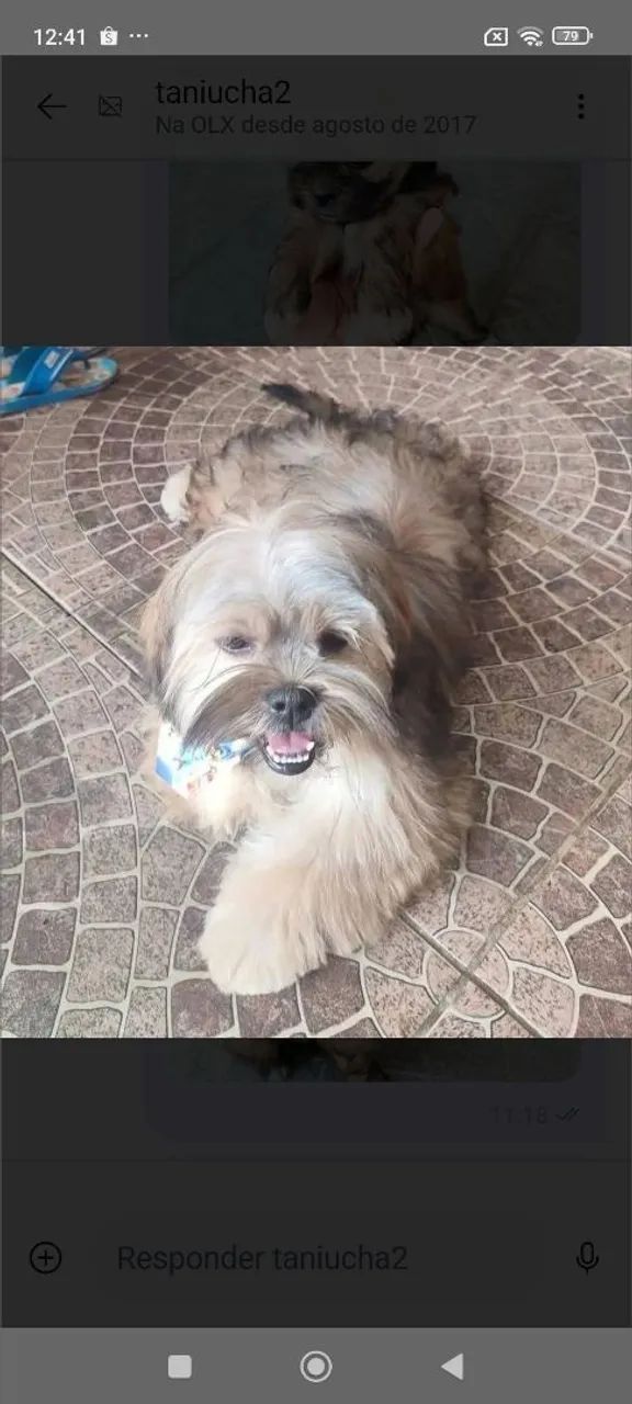 Filhote de Lhasa Apso!  - Foto 2