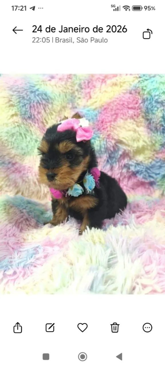 LINDOS FILHOTES DE YORKSHIRE  - Foto 2