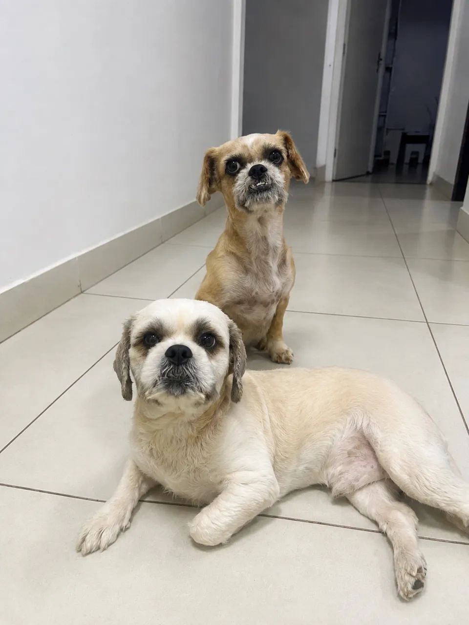 Adoção responsável macho e fêmea 