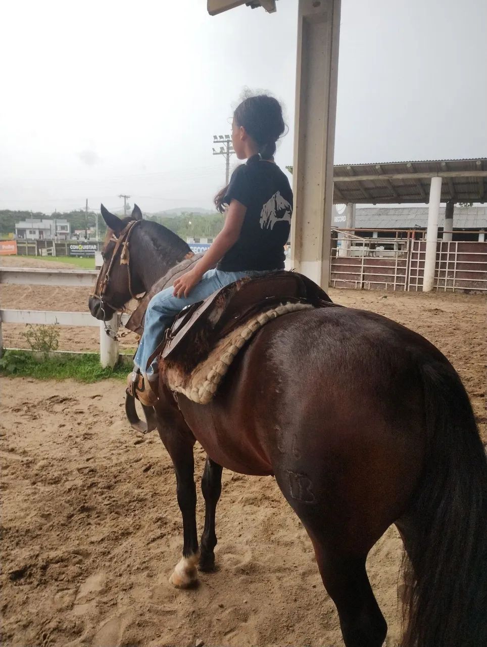 Égua crioula - Foto 3