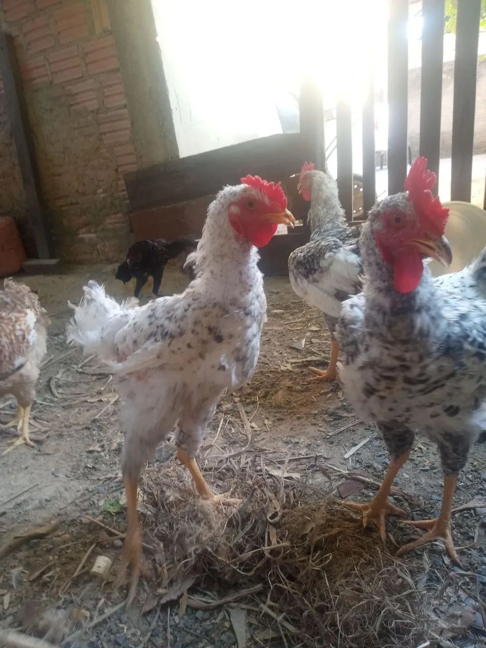 Frangos - Foto 4