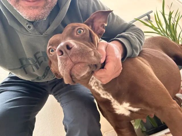 Doação Responsável - Pitbull Femea - Foto 2