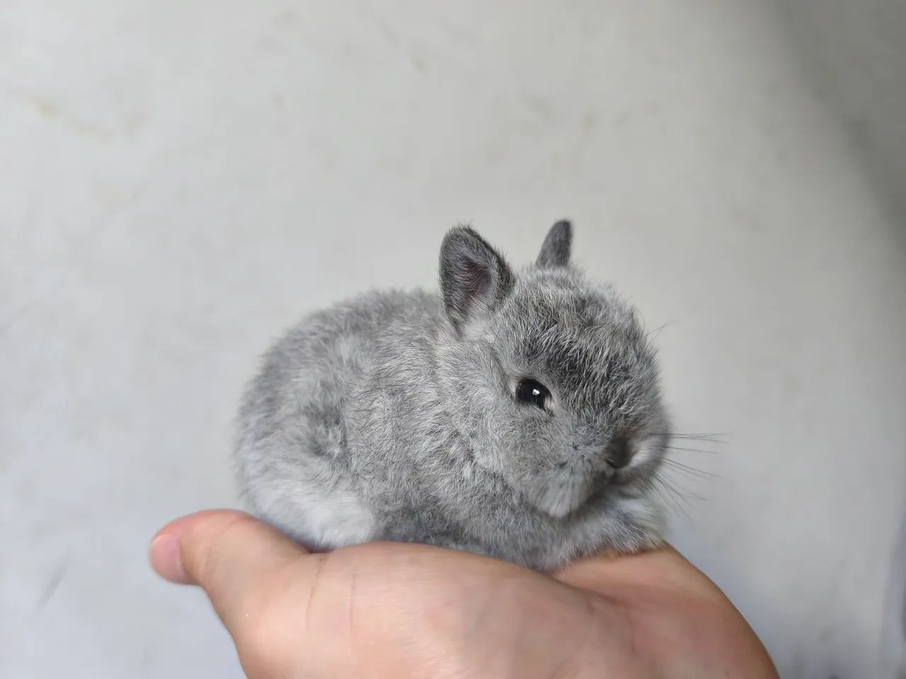 Mini coelho 