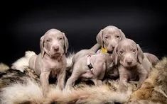 Weimaraner Machos e Femeas 