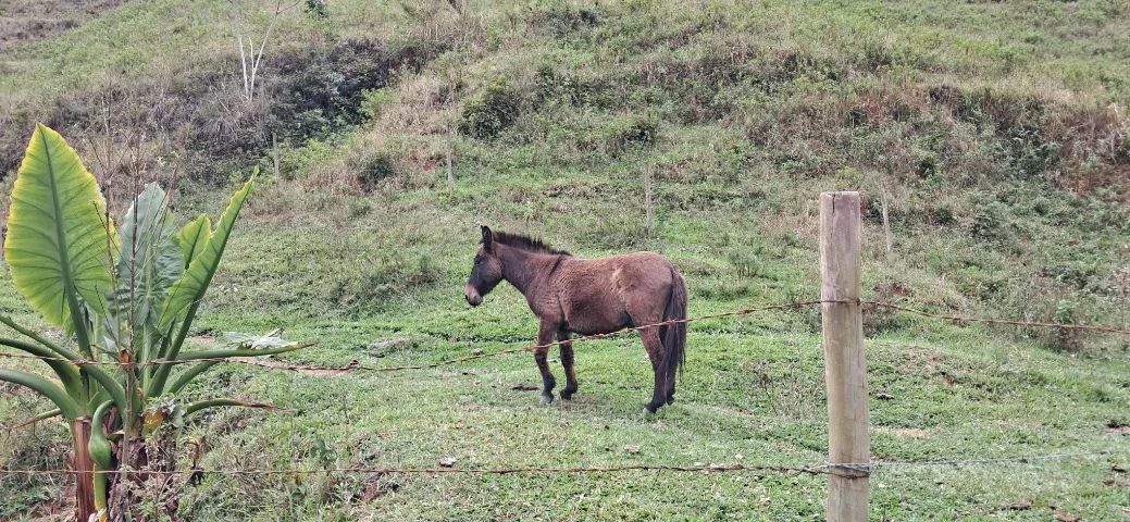 Vendo Burro  - Foto 2