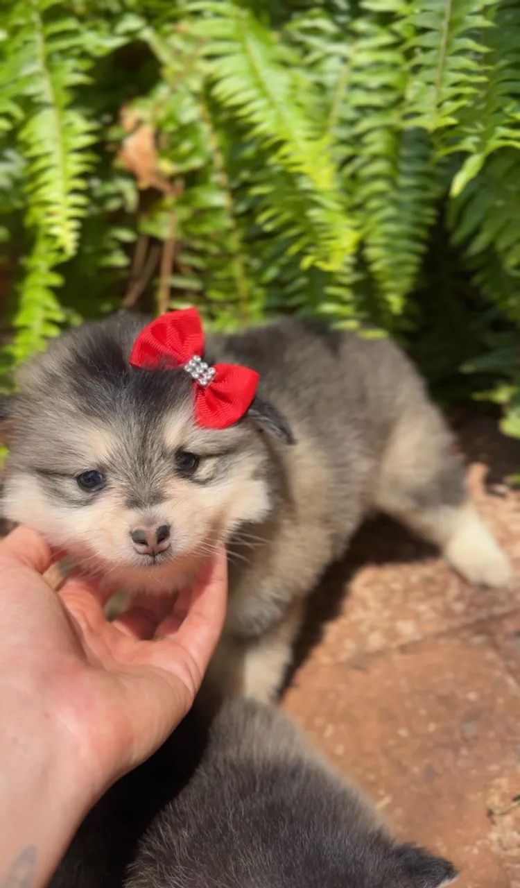 Mini Pomsky  - Foto 2