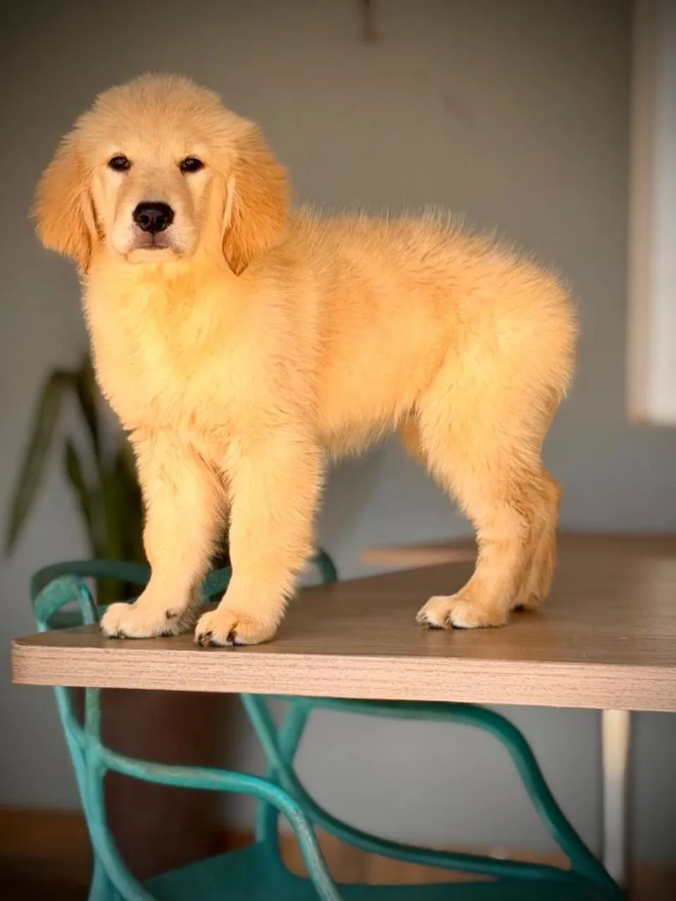 Golden Retrivier  - Foto 2