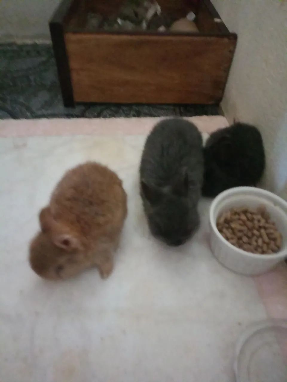 Selling dwarf rabbit puppy446520087597568001