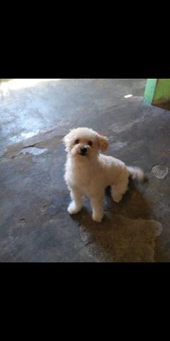 Poodle a procura de um namorado - Foto 2