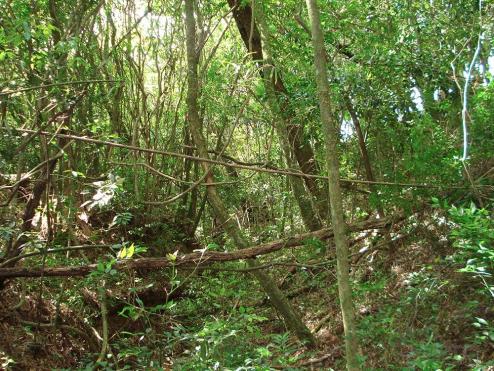 Terreno à venda em Lomba grande, Novo hamburgo cod:8700 - Foto 3