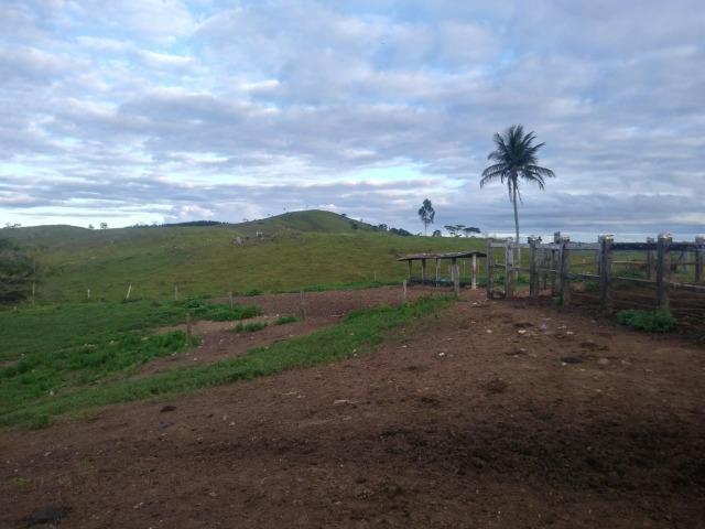 Excelente fazenda de pecuária e café na BR 101, - Foto 8