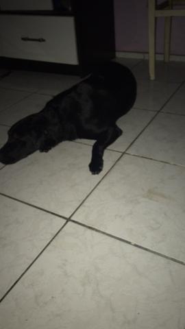 Vendo filhotes de Labrador - Foto 6