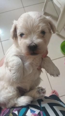 Poodle com maltês