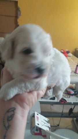 Poodle com maltês - Foto 2